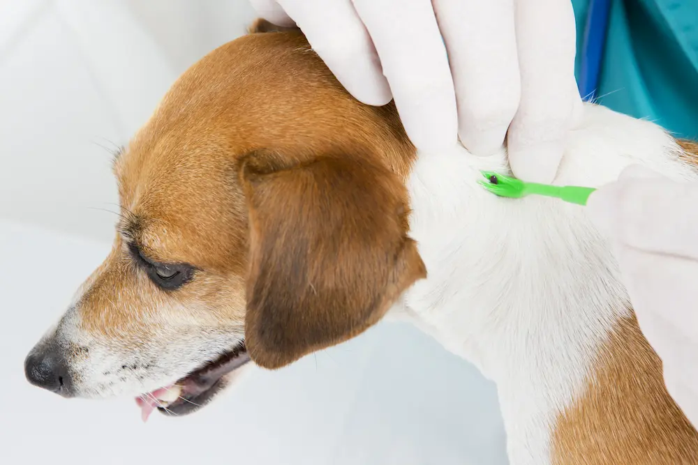 Lyme Disease in Dogs Symptoms Treatment Prevention urgent vet (1)