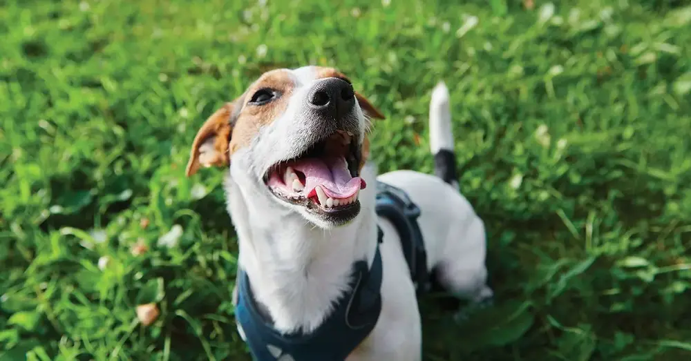 frequently asked questions about lyme disease in dogs pups (1)