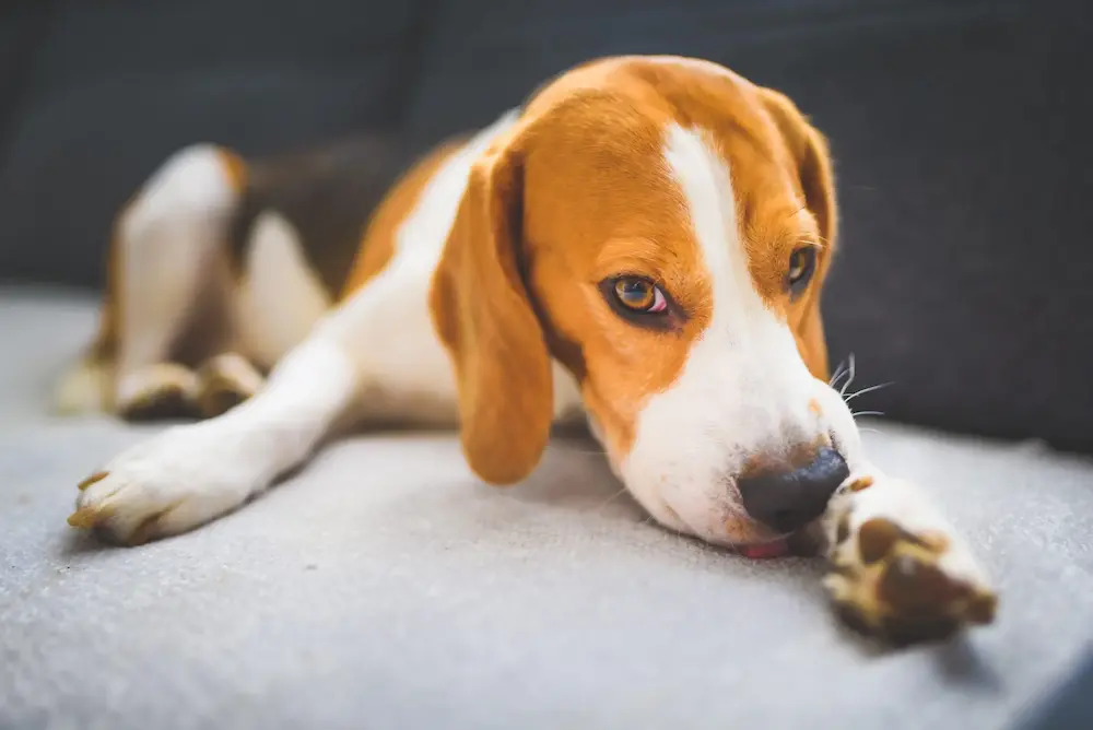 how to treat lyme disease in dogs