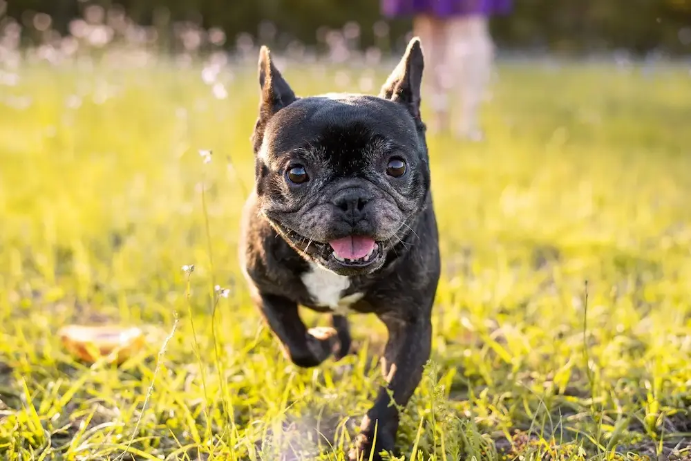 preventing canine lyme disease 