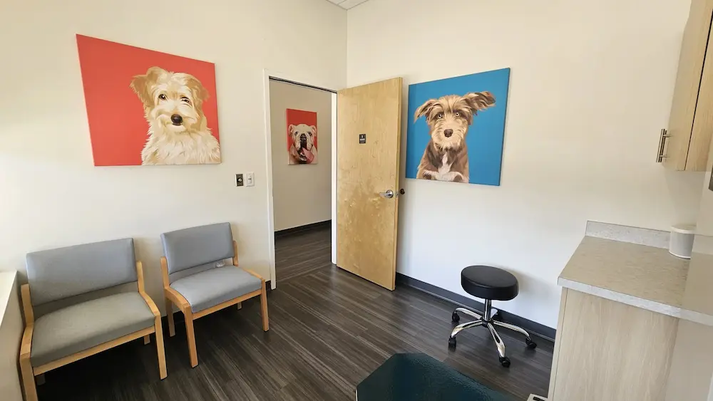 when to see a vet 