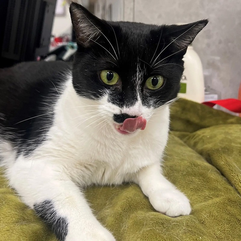photo of Momma Kitty