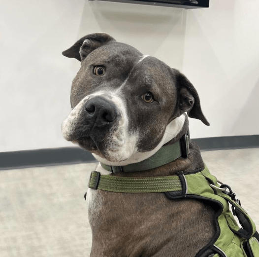 photo of Macho