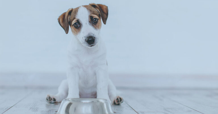 Animal Bowl