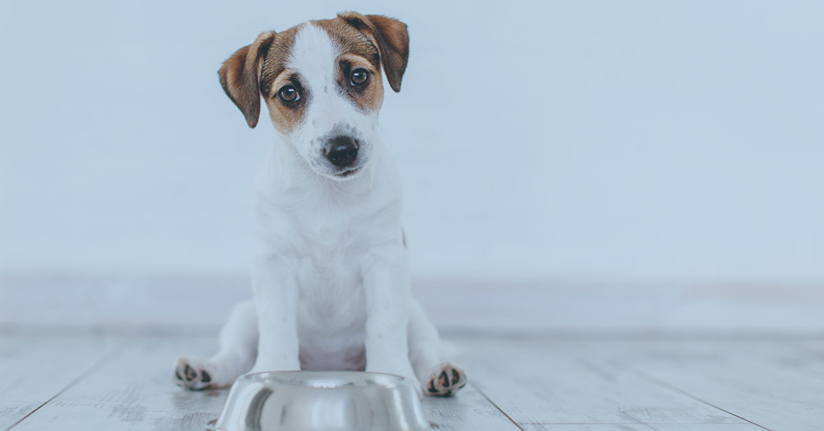 Featured image for post: You Probably Aren’t Washing Your Pet’s Dishes Enough