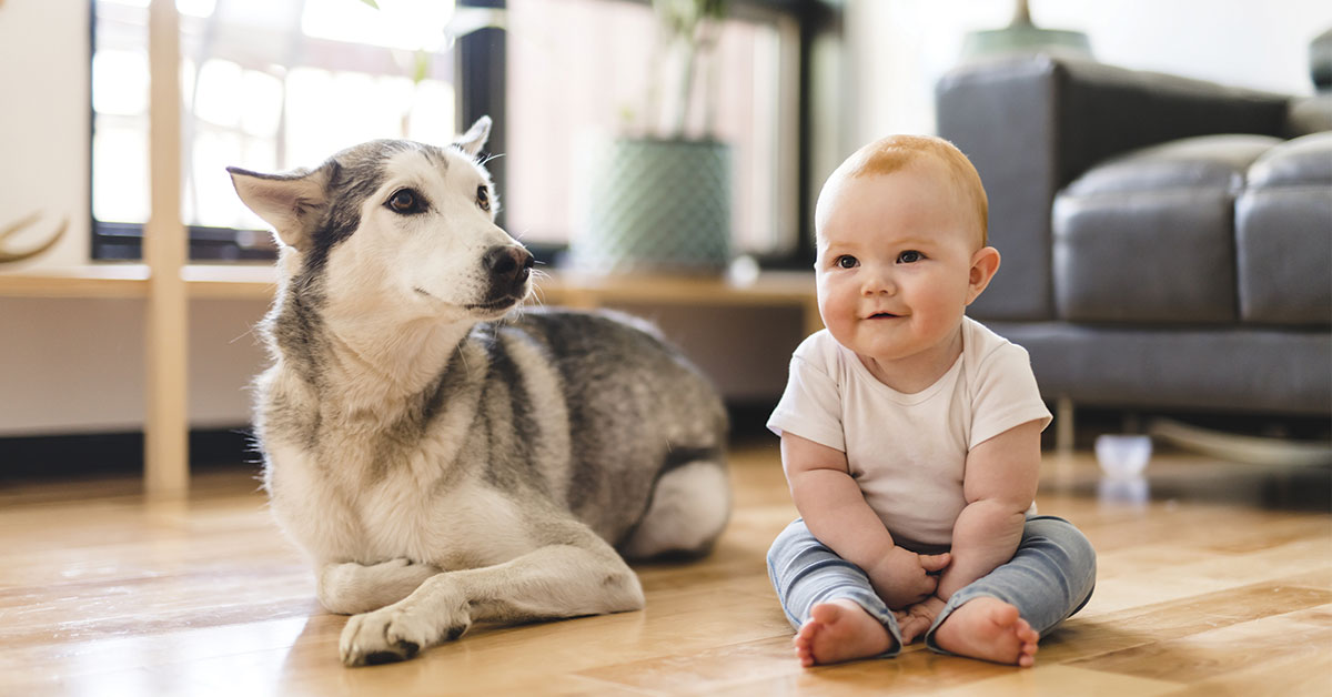 Featured image for post: Fighting Back Against Pesky Pet Allergies