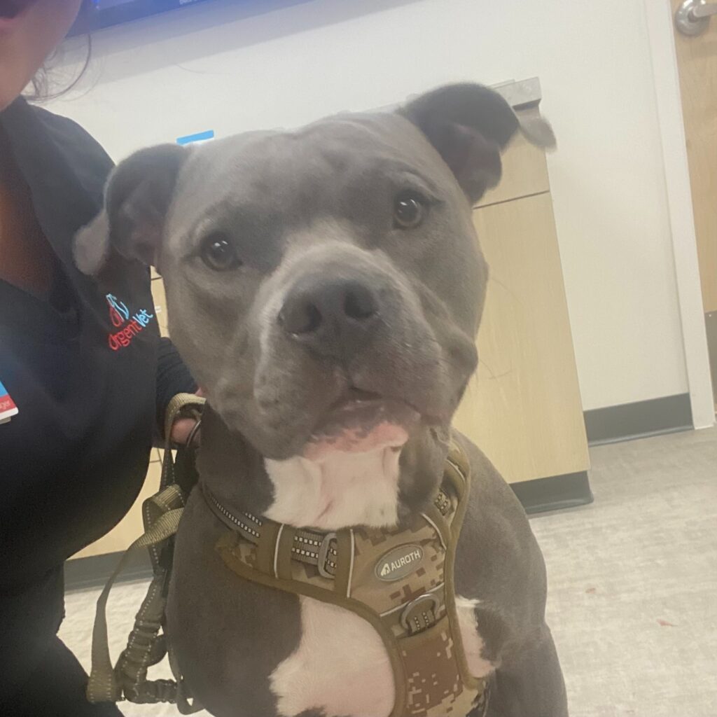 Bruno the dog
