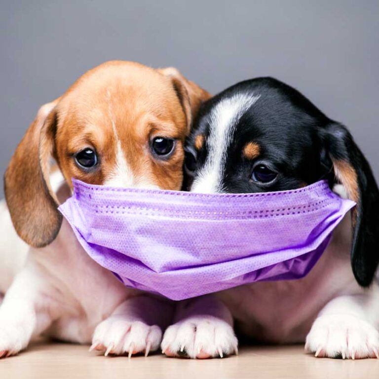 FAQs About Pets and COVID-19
