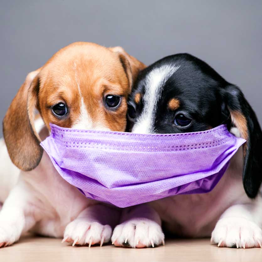 Featured image for post: FAQs About Pets and COVID-19