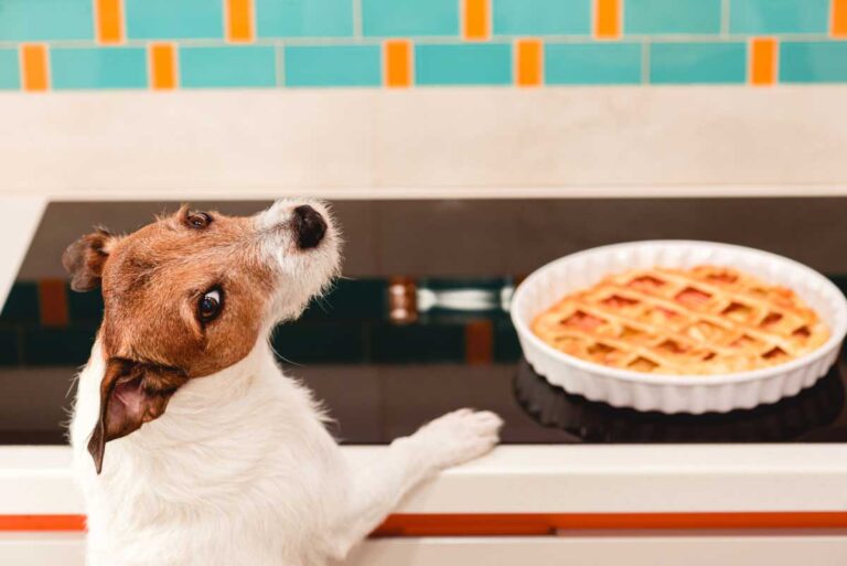 Can my pet eat Thanksgiving Food