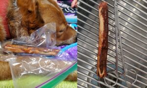 Cheyenne's-stick