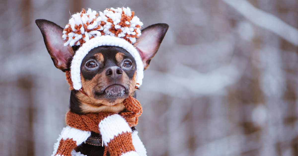 Featured image for post: Can Dogs Catch A Cold? You Bet