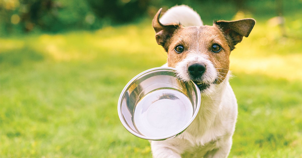 Featured image for post: 5 Tips to Keep Your Pet Healthy and Happy During Spring