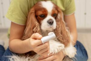 Dental-Care-for-Pets