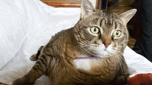 Diabetes-in-Cats