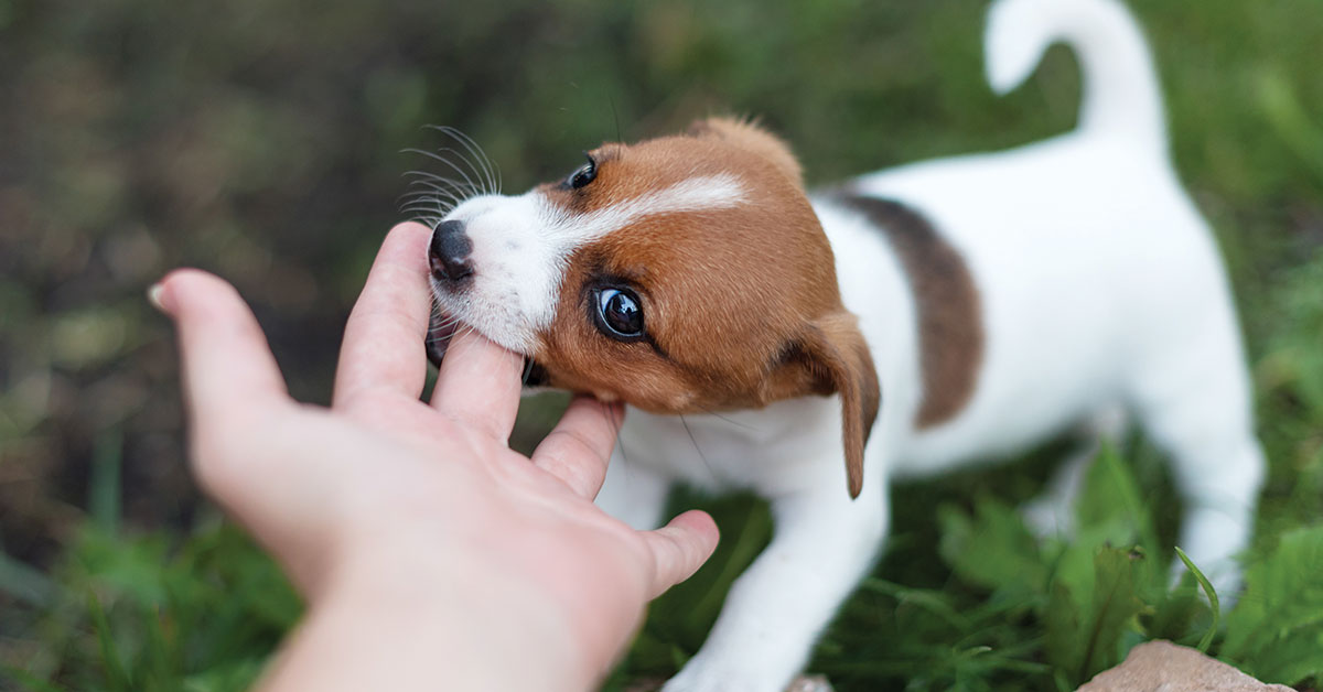 Featured image for post: Recognizing When Your Dog Is Stressed And Ready To Bite