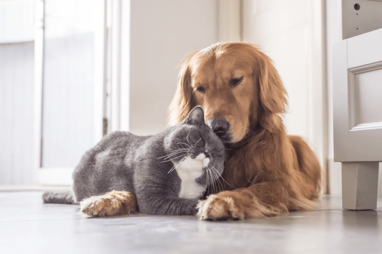 Dog and Cat Image 011420 e1579188965771