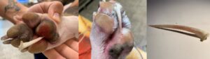 Dog stepped on stingray was stung