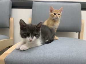 Fire & Mittens the cats
