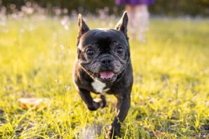 frenchie
