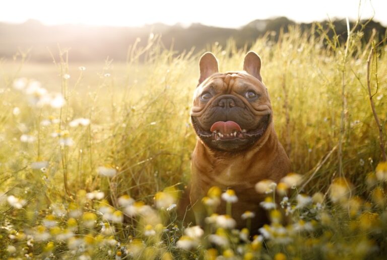 French Bully Summer