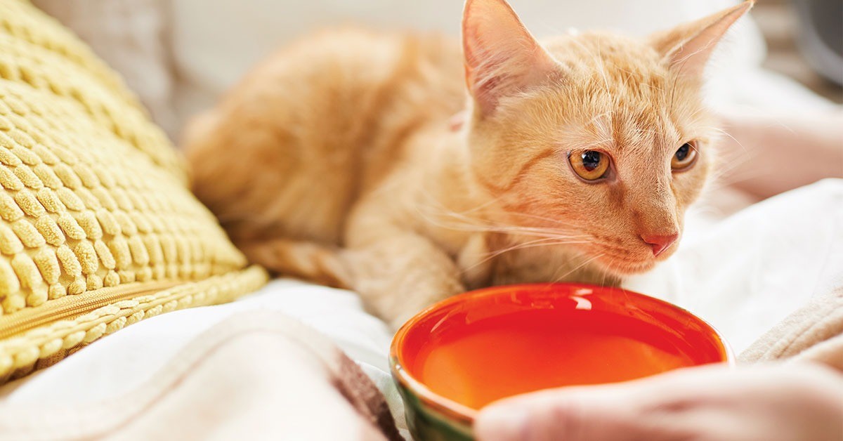 Featured image for post: Why Does My Cat Throw Up?
