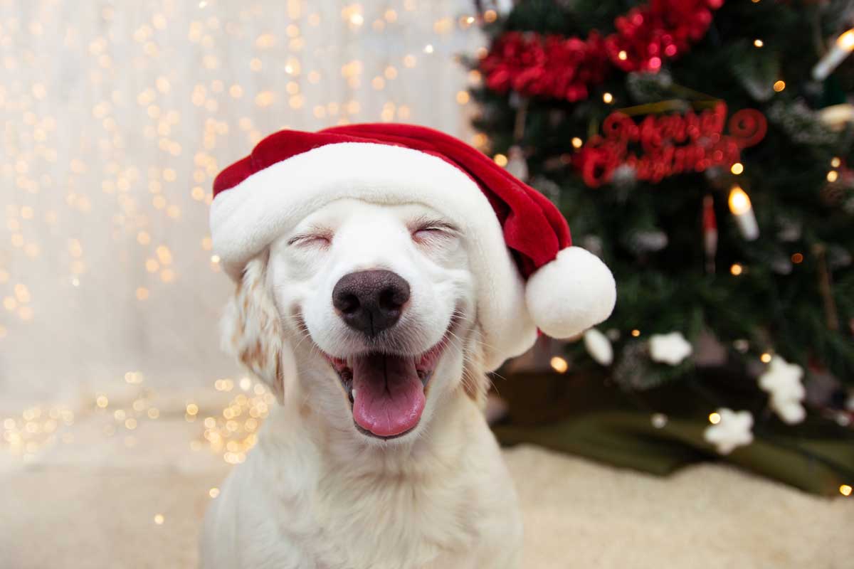 Featured image for post: Give a Little Bit—Holiday Gifts for your Dog or Cat