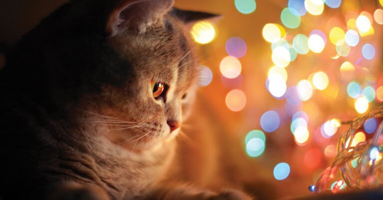 Holiday cat