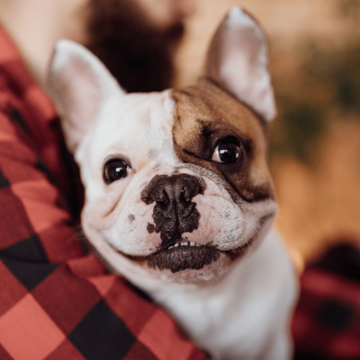 Featured image for post: How Can You Tell if Your Pet is Happy?