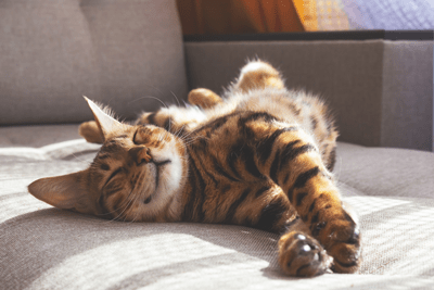 How-to-tell-if-your-pet-is-happy-CAT