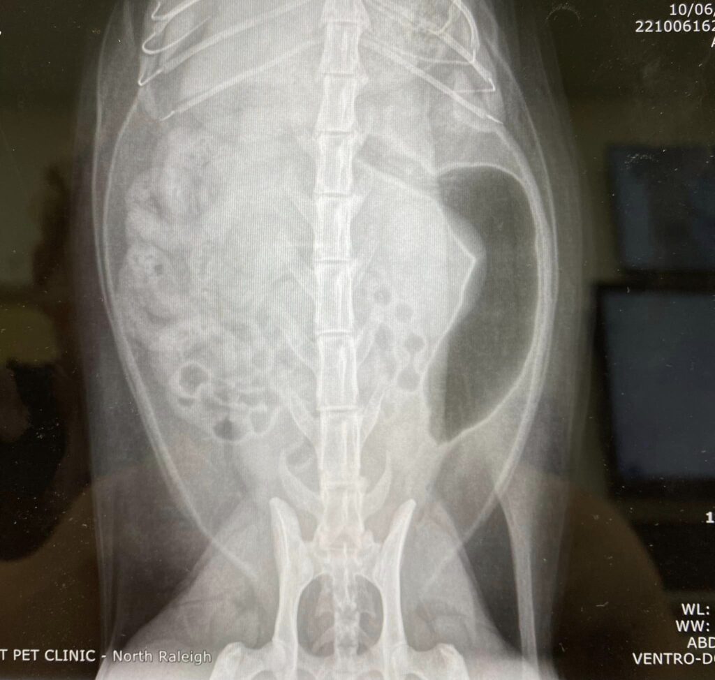 A radiograph of a cat