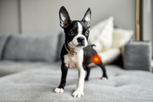 Luxating-Patella-dog