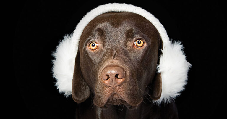 Pet Ear Muffs