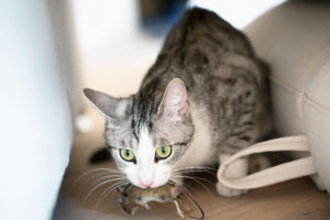 Pet-ate-a-dead-mouse