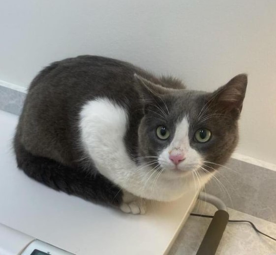 Featured image for post: They’re Not Like This at Home! 5 Reasons Why Your Pet is Scared at the Vet