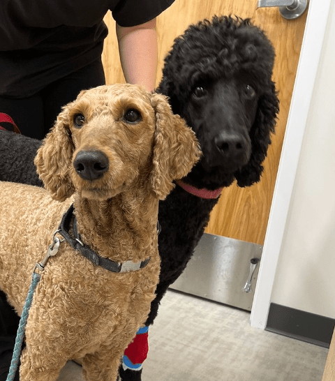 photo of Sgt. Pepper & Penny Lane