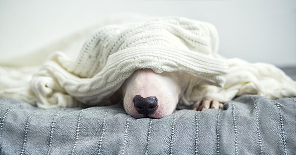 Featured image for post: Vomiting and Diarrhea: Can It Wait Until Morning?