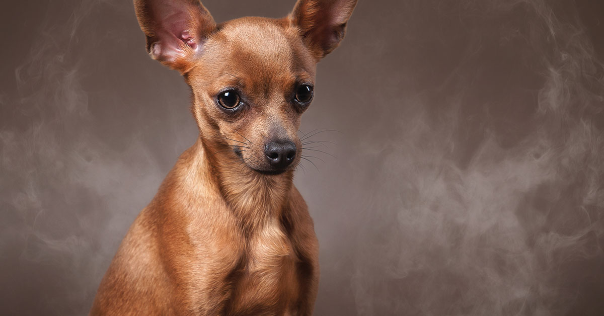 Featured image for post: Is It Dangerous to Smoke Around Pets?
