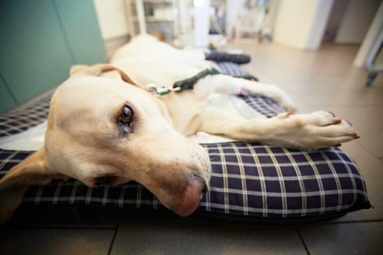 Urgent Versus Emergency Veterinary Care