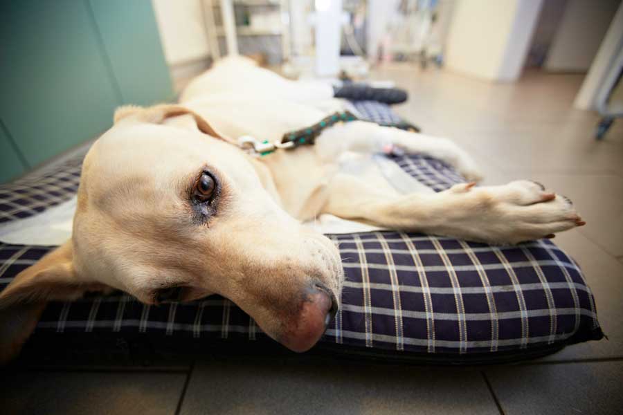 Featured image for post: Veterinary Care: UrgentVet vs. Emergency Vet – What’s the Difference?