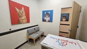 UrgentVet Cat Room scaled 3 UrgentVet Cat Room scaled 3