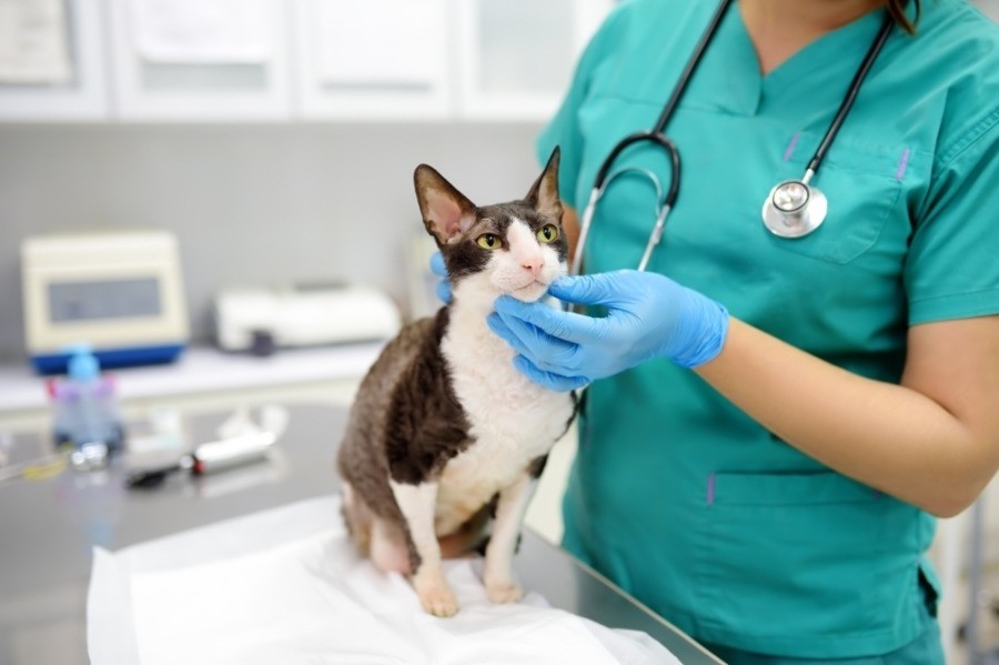 Featured image for post: Urgent Vet opening first Dallas location in Lakewood area in November