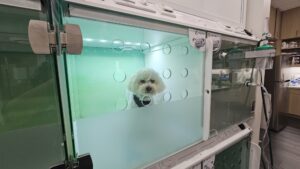 UrgentVet Pet in Casco scaled 1 UrgentVet Pet in Casco scaled 1