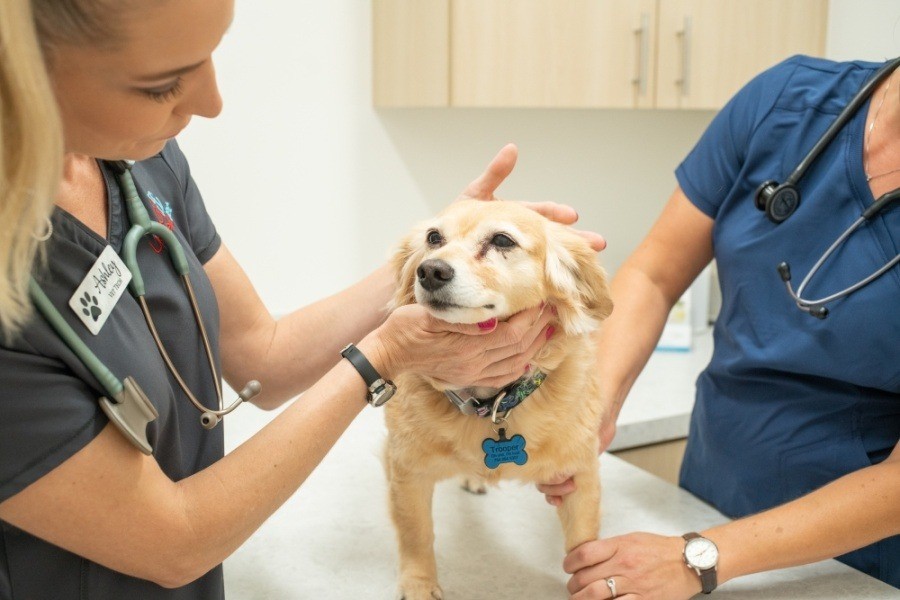 Featured image for post: UrgentVet Brings After Hours Care to West Plano, TX