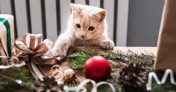 10 Holiday Hazards to Avoid if You Have Pets