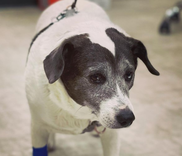 photo of Bert