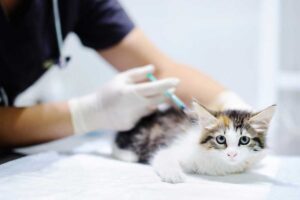 cat-getting-a-vaccine