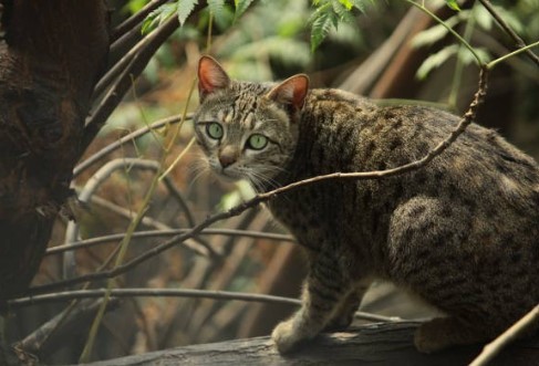cat outdoors at night