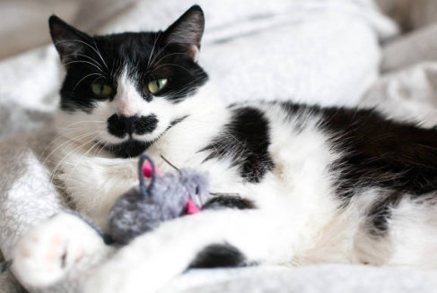 cat sniffing catnip