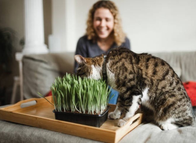 catnip cat and pet parent
